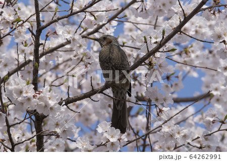 桜 花 ヒヨドリ 64262991