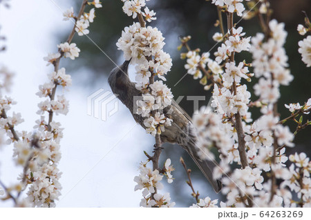 桜 花 ヒヨドリ 64263269
