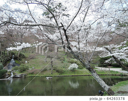 福島県立霞ヶ城公園の春 64263378
