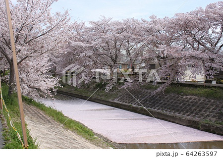 奈良市佐保川の桜並木 奈良市佐保川の桜並木 64263597