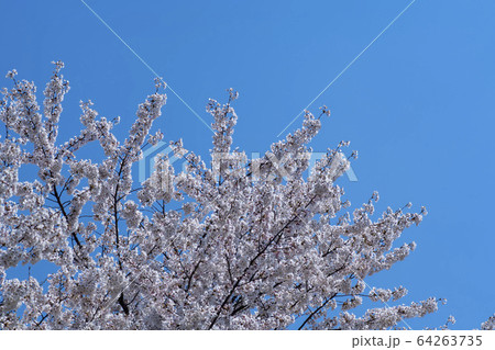 屋外 室外 自然 64263735