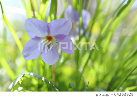 スミレ 64263929