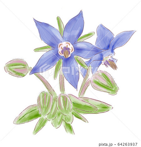 borage_watercolor 64263937