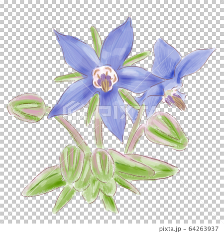 borage_watercolor 64263937