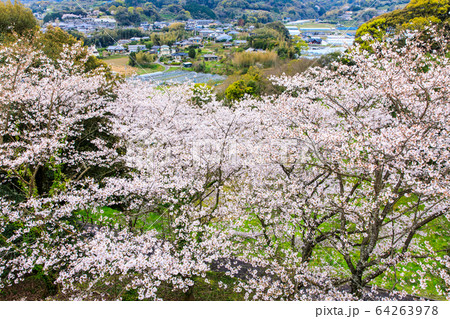 琴海中央公園の桜 【長崎市】 琴海中央公園の桜 【長崎市】 64263978