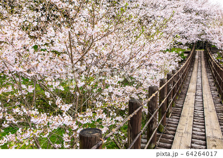 琴海中央公園の桜　【長崎市】 64264017
