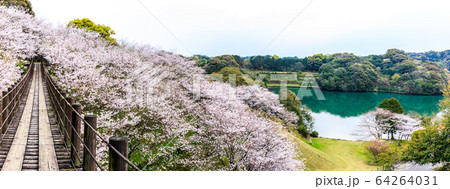 琴海中央公園の桜　パノラマ　【長崎市】 64264031