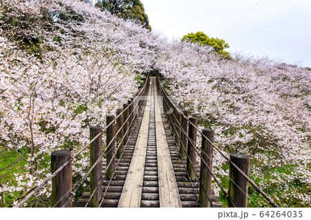 琴海中央公園の桜 長崎市 の写真素材