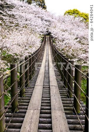 琴海中央公園の桜 【長崎市】 琴海中央公園の桜 【長崎市】 64264041