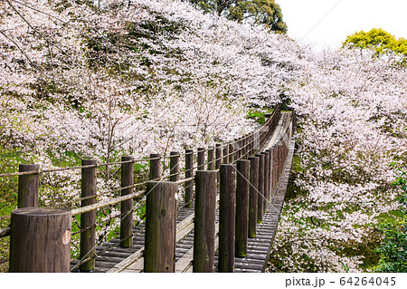 琴海中央公園の桜 長崎市 の写真素材