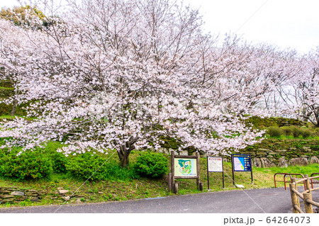 琴海中央公園の桜　【長崎市】 64264073