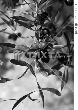 Black olive (Olea europaea) growing at wild olive 64264501