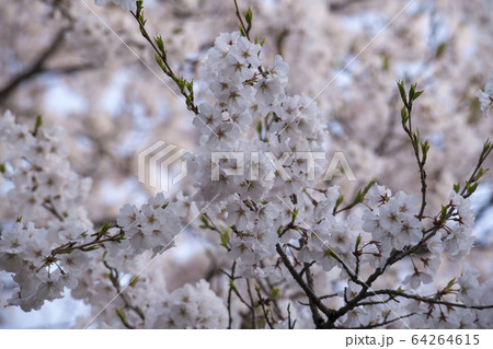 屋外 室外 自然 64264615