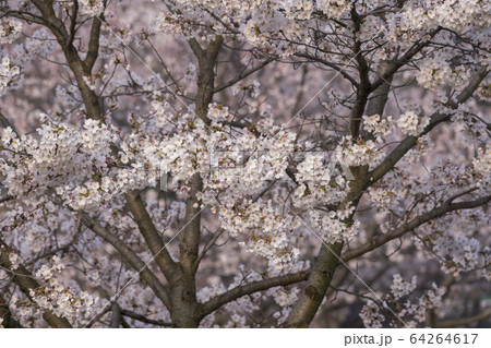 屋外 室外 自然 64264617
