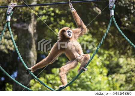 シロテテナガザル 64264860