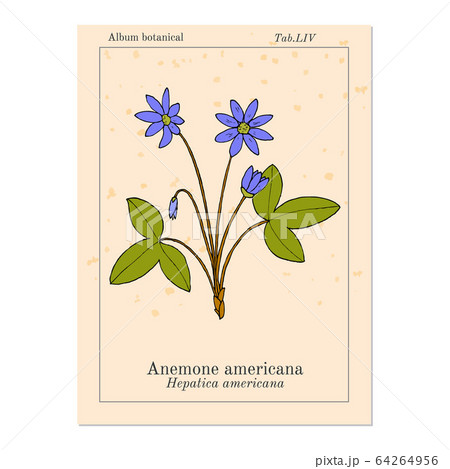 Anemone americana hepatica nobilis , medicinal plant 64264956