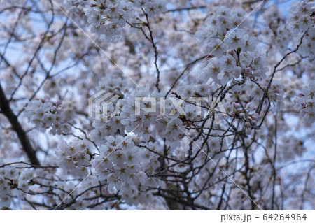 屋外 室外 自然 64264964