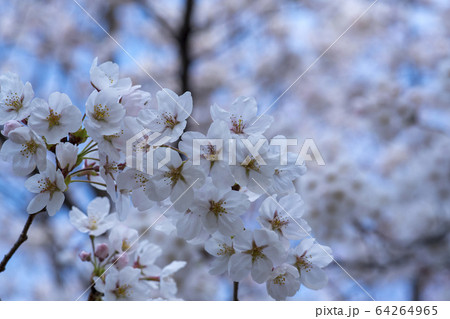 屋外 室外 自然 64264965