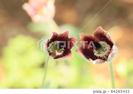 翁草 仲良く! 翁草 仲良く! 64265435