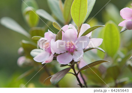 12 May 2008 the nature background of flower at 64265643