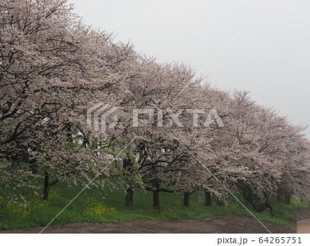 さくら堤公園 さくら堤公園 64265751