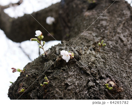 胴咲き桜 64265782