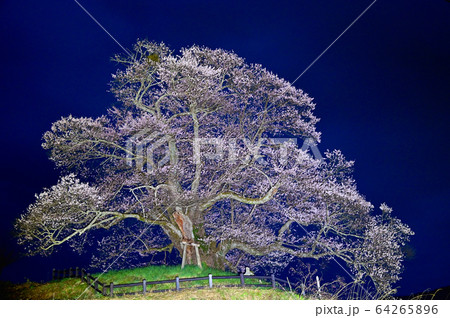 発知の彼岸桜ライトアップ 発知の彼岸桜ライトアップ 64265896