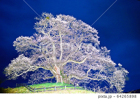 発知の彼岸桜ライトアップ 発知の彼岸桜ライトアップ 64265898