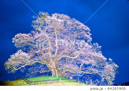 発知の彼岸桜ライトアップ 64265900