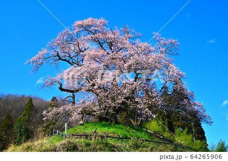 発知の彼岸桜 64265906