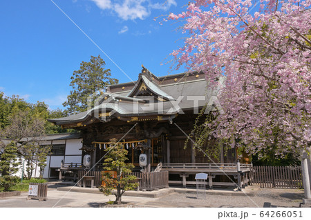 阿豆佐味天神社と枝垂れ桜 阿豆佐味天神社と枝垂れ桜 64266051
