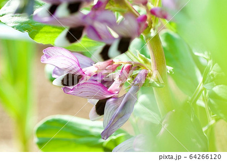 そら豆の花 そら豆の花 64266120