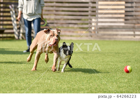 ドッグランで遊ぶピットブルとボストンテリア 64266223