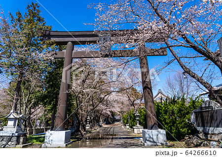 山梨県　冨士小室浅間神社の鳥居 64266610