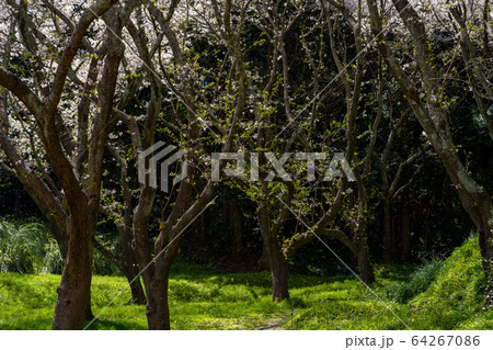 春の浜松フラワーパーク 64267086