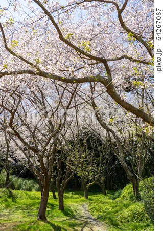 春の浜松フラワーパーク 春の浜松フラワーパーク 64267087