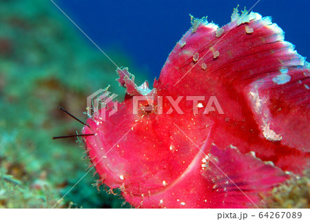 ハダカハオコゼ ハダカハオコゼ 64267089