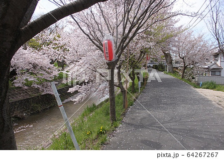 奈良市佐保川の桜並木 64267267
