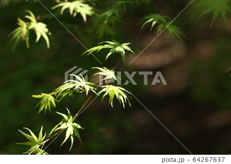 青もみじ 青もみじ 64267637