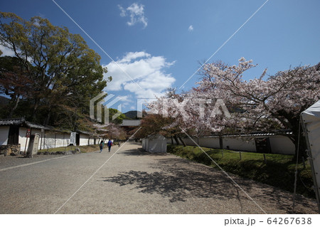 醍醐寺 醍醐寺 64267638