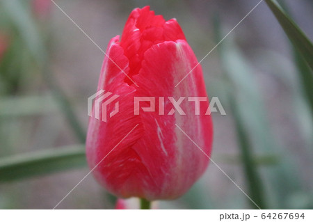 赤いチューリップ 64267694