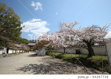醍醐寺 64267738