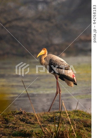 painted stork or mycteria leucocephala in early morning sunlight and in beautiful background at wetland of keoladeo national park or bharatpur bird sanctuary, rajasthan, india 64268183