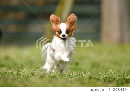 ドッグランで遊ぶパピヨン 64268439