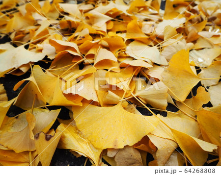 落葉の絨毯 落葉の絨毯 64268808
