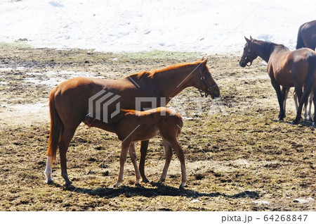 春の馬 春の馬 64268847