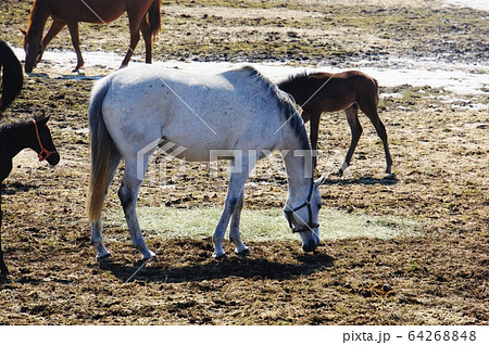 春の馬 64268848