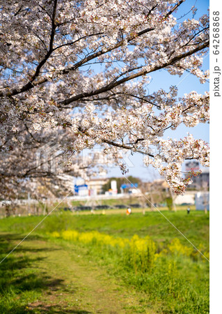 大堀川の桜＜千葉県柏市2020年4月＞ 64268868