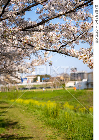 大堀川の桜＜千葉県柏市2020年4月＞ 64268870