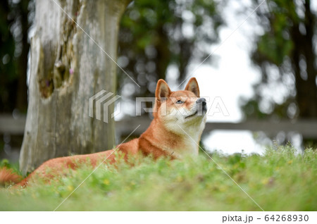 柴犬 柴犬 64268930